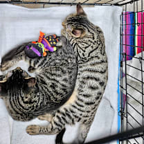 Thumbnail photo of Calcifer #2