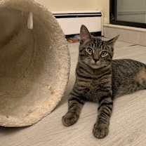 Thumbnail photo of Jackson (Bonded with Skye) #2