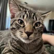 Thumbnail photo of Jackson (Bonded with Skye) #3