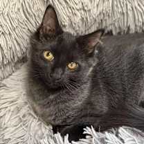 Thumbnail photo of Mercury (bonded with Stuart) #1