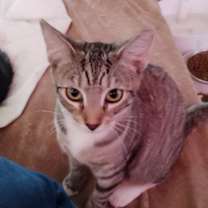 Thumbnail photo of Jazzy #4