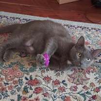 Thumbnail photo of Lilyanna (Little Gray) #3