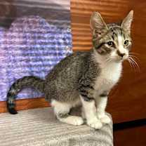 Thumbnail photo of Breezy #1