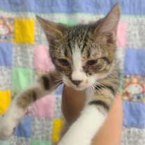 Thumbnail photo of Breezy #2