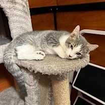 Thumbnail photo of Silverback #1