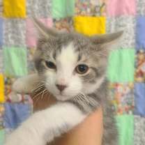 Thumbnail photo of Silverback #2