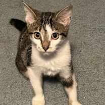 adopt-pet