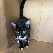 adopt-pet