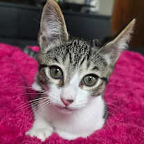 Thumbnail photo of Glitch #1