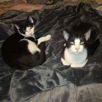 Thumbnail photo of Milka #3