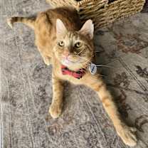 Thumbnail photo of Benny 2 #2