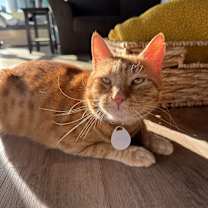 Thumbnail photo of Benny 2 #4