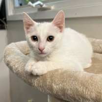 Thumbnail photo of Yuki #4