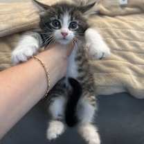 Thumbnail photo of Hefeweizen #4