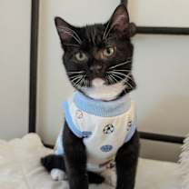 Thumbnail photo of Louie #1