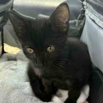 Thumbnail photo of Batrick #2