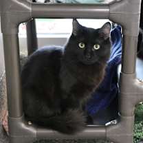 Thumbnail photo of Jinu #1