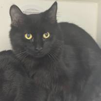 Thumbnail photo of Jinu #2