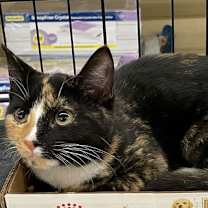 Thumbnail photo of Allyson #1