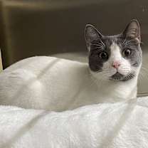 Thumbnail photo of Bosco #1