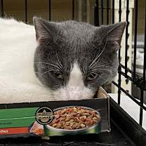 Thumbnail photo of Bosco #2