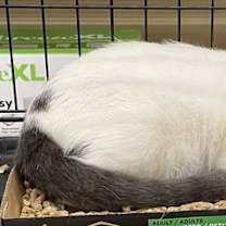 Thumbnail photo of Bosco #3