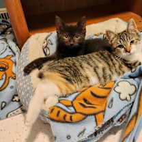 Thumbnail photo of Bugsy #3