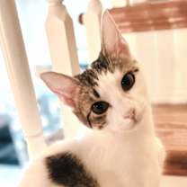 Thumbnail photo of PEACHY KEEN #1