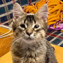 Thumbnail photo of Chaser #3