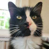 Thumbnail photo of Fluffy McFierce #3