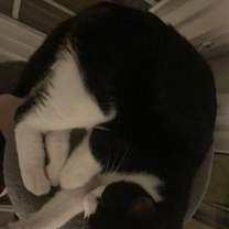 Thumbnail photo of Gunther #2