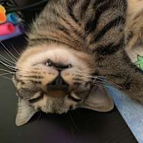 Thumbnail photo of Jack #3