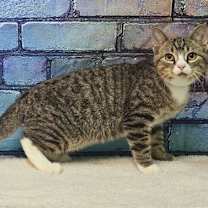 Thumbnail photo of 252015 Dunkin #3