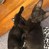 Thumbnail photo of Mohawk #2