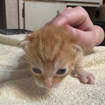 Thumbnail photo of Pedro Pspscal #2