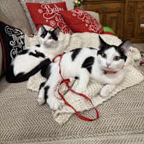 Thumbnail photo of Boule #4