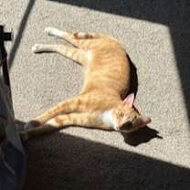 Thumbnail photo of Lance #2