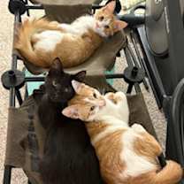 Thumbnail photo of Harry #3