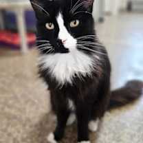 Thumbnail photo of Fluffy McFierce #1