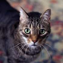 Thumbnail photo of Tigger #1