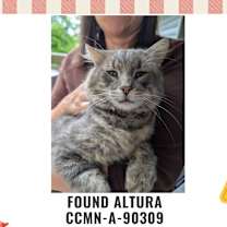 Thumbnail photo of Stray cat that we call "Bernard" #1