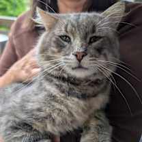 Thumbnail photo of Stray cat that we call "Bernard" #2