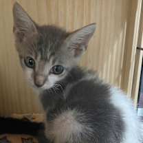 Thumbnail photo of Larry Baby #1