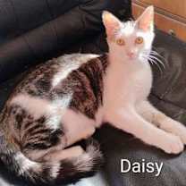 Thumbnail photo of Daisy #3