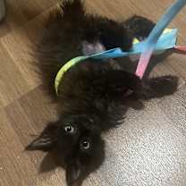 Thumbnail photo of Leslie #1