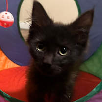 Thumbnail photo of Leslie #2