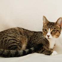 Thumbnail photo of Josie #2