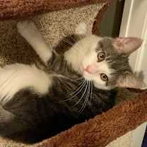 Thumbnail photo of Cocktail Crew - MANGO TANGO #1