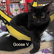 Thumbnail photo of Goose V #2