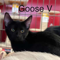 Thumbnail photo of Goose V #3
